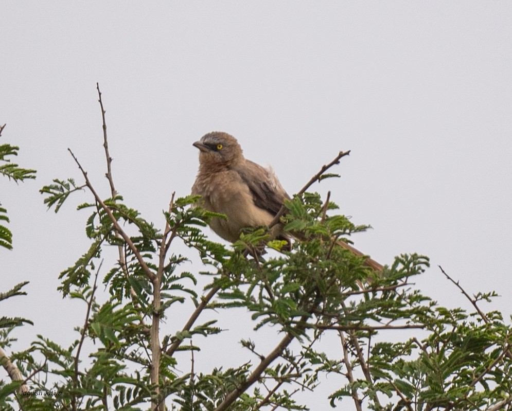 Large Gray Babbler - ML640560887