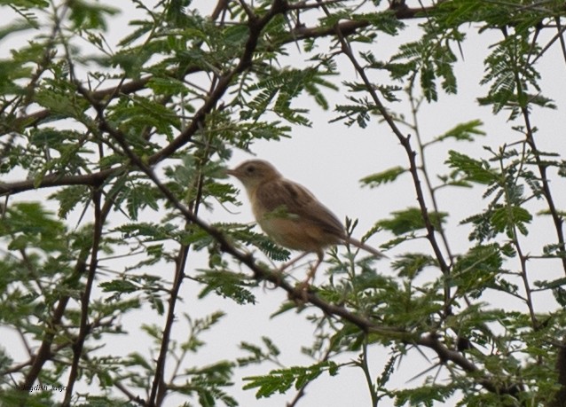 Zitting Cisticola - ML640560908