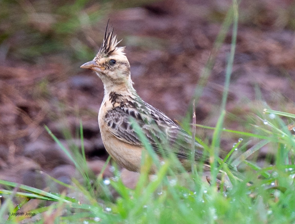 Tawny Lark - ML640560914