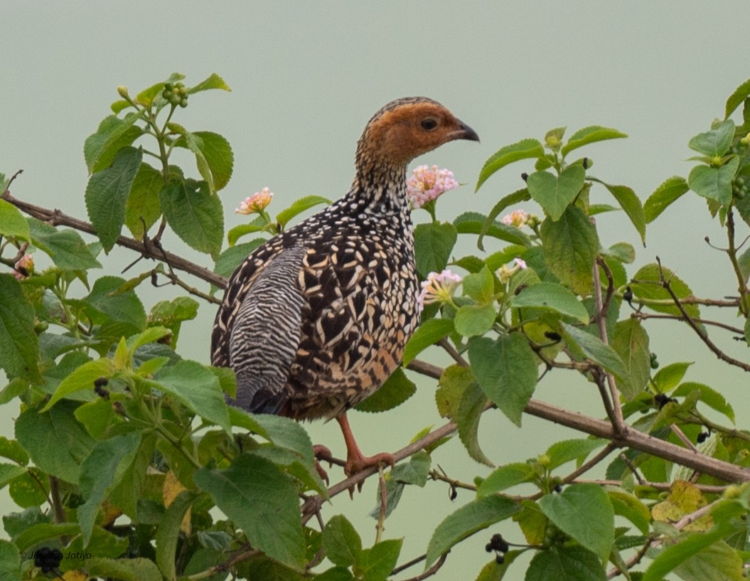 Painted Francolin - ML640560917