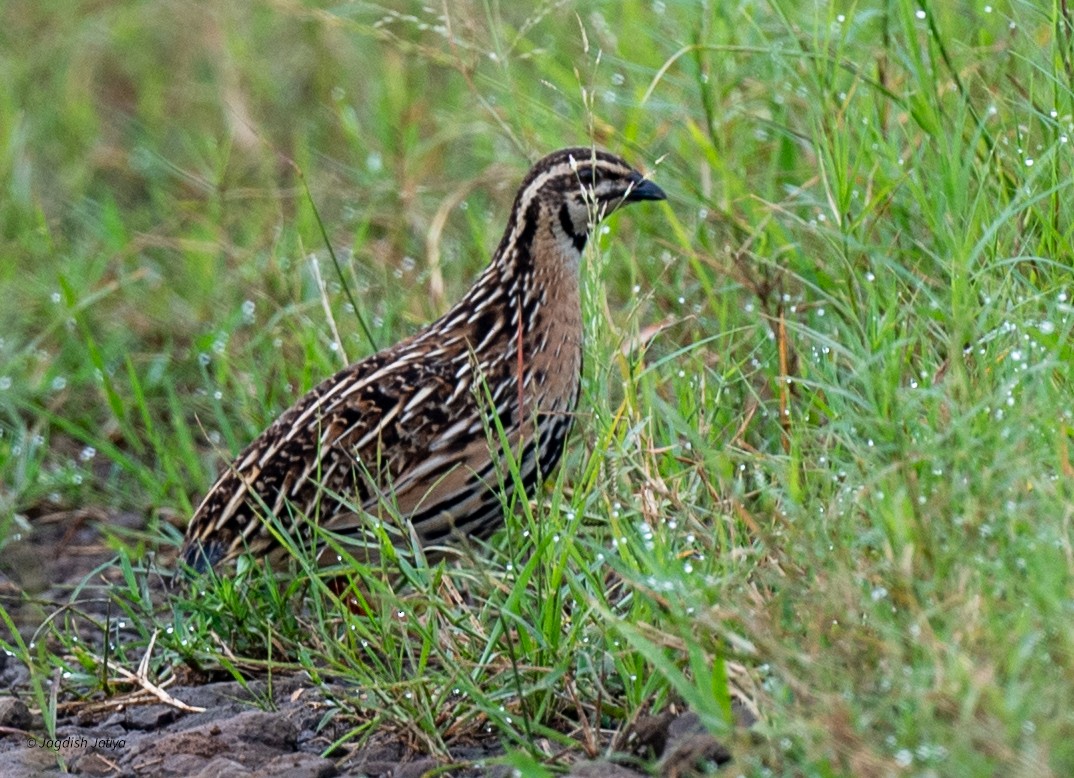 Rain Quail - ML640560925