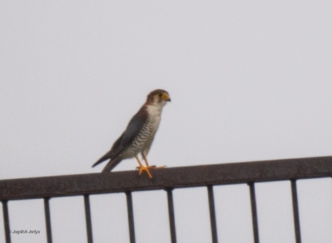 Red-necked Falcon - ML640560936