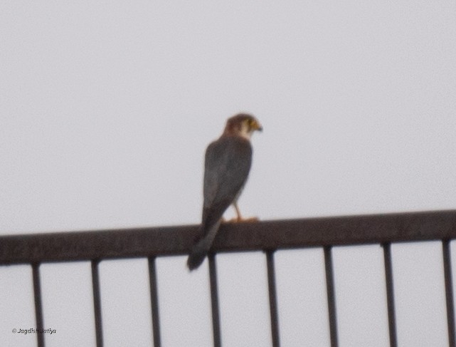 Red-necked Falcon - ML640560937