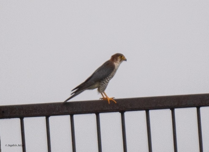 Red-necked Falcon - ML640560938