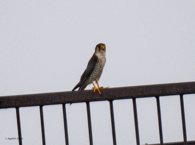 Red-necked Falcon - ML640560939