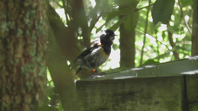 Stitchbird - ML640560948