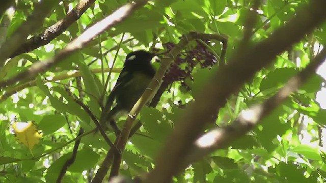 Stitchbird - ML640560950