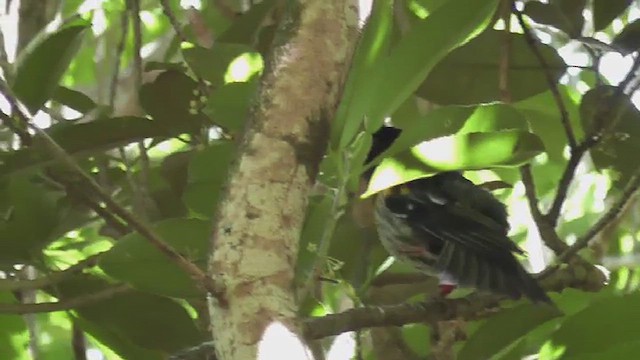 Stitchbird - ML640560951