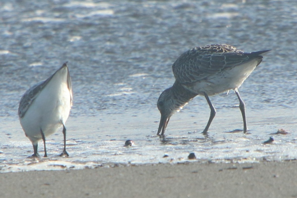 Great Knot - ML640560964
