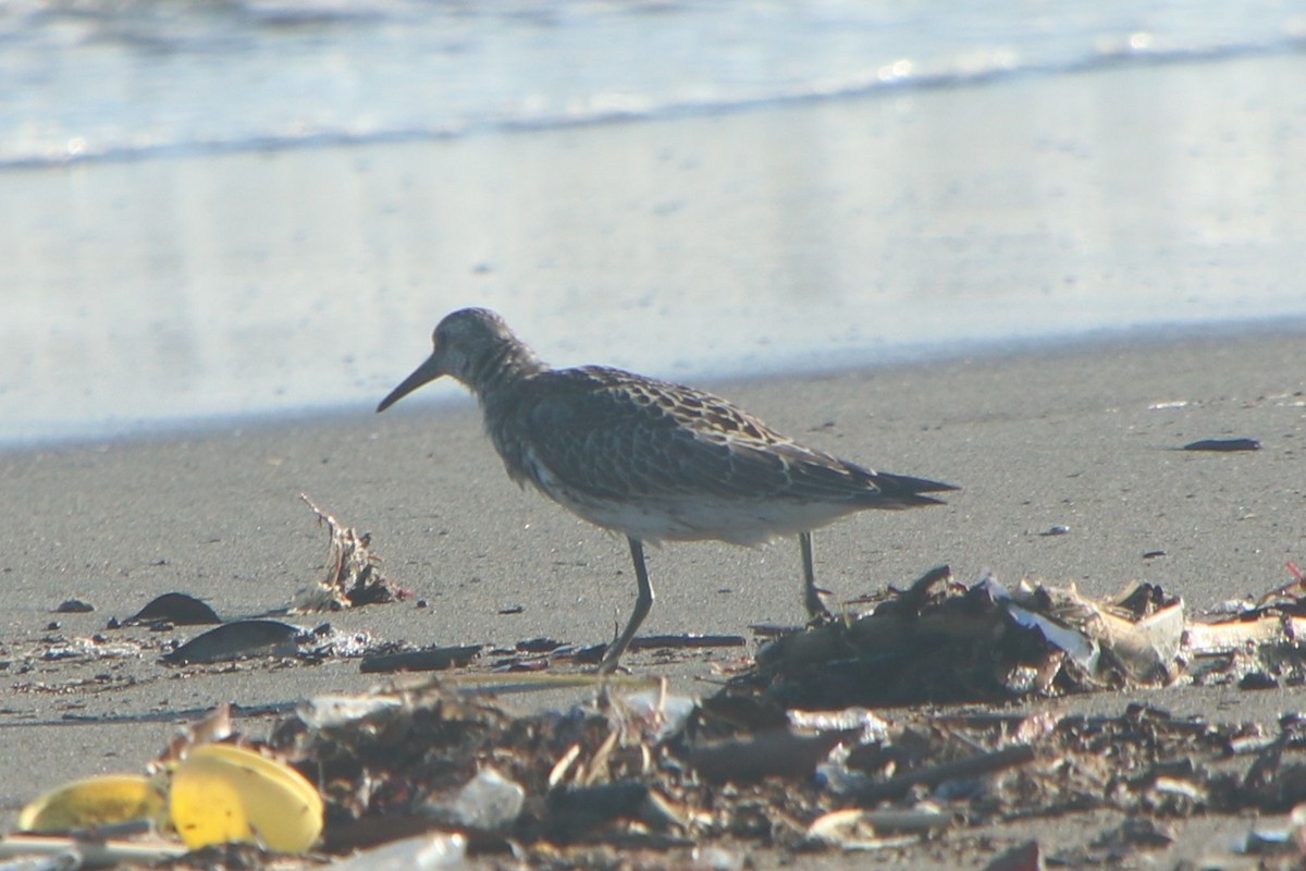Great Knot - ML640560965