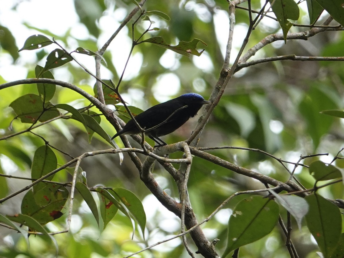 Mavi Tepeli Manakin - ML640560988