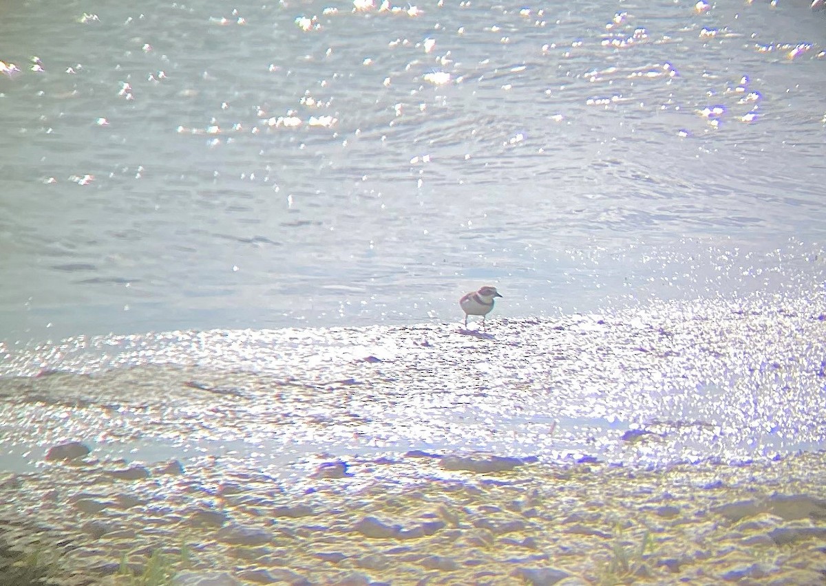 Semipalmated Plover - ML640561004