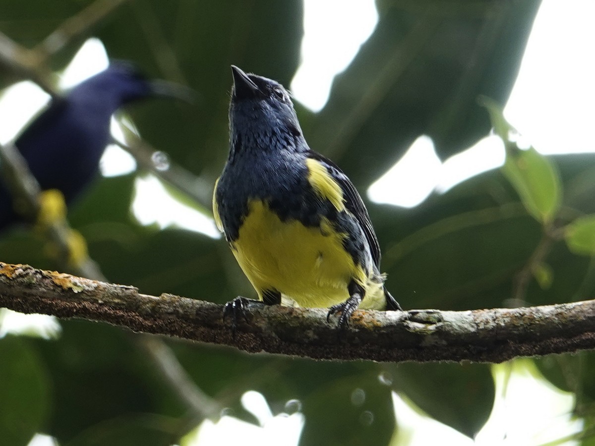 Turquoise Tanager - ML640561031