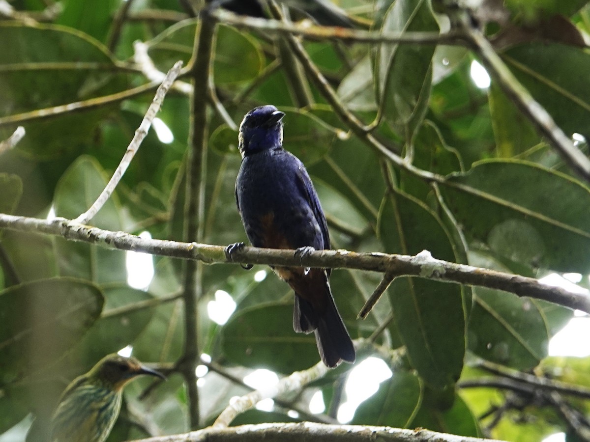 opalgumptanagar - ML640561039