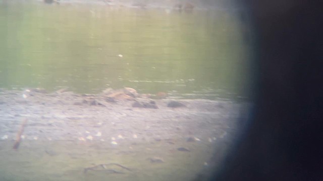 Stilt Sandpiper - ML640561040