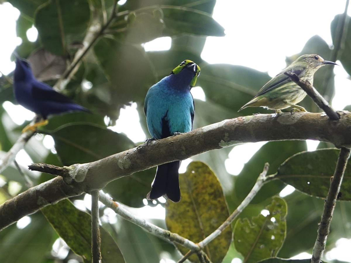 Paradise Tanager - ML640561043