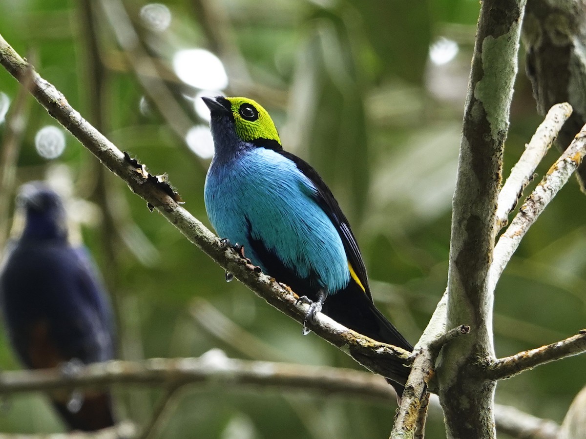 Paradise Tanager - ML640561044