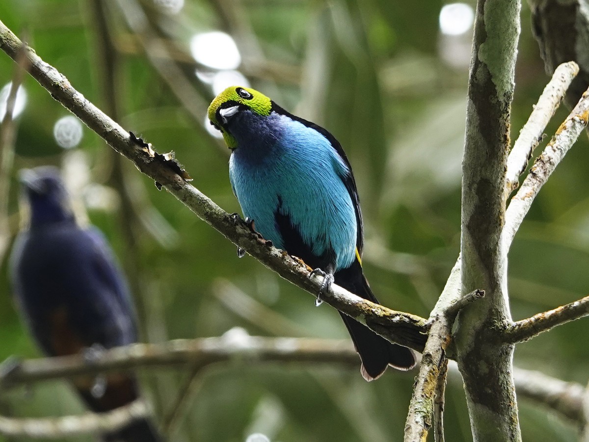 Paradise Tanager - ML640561045
