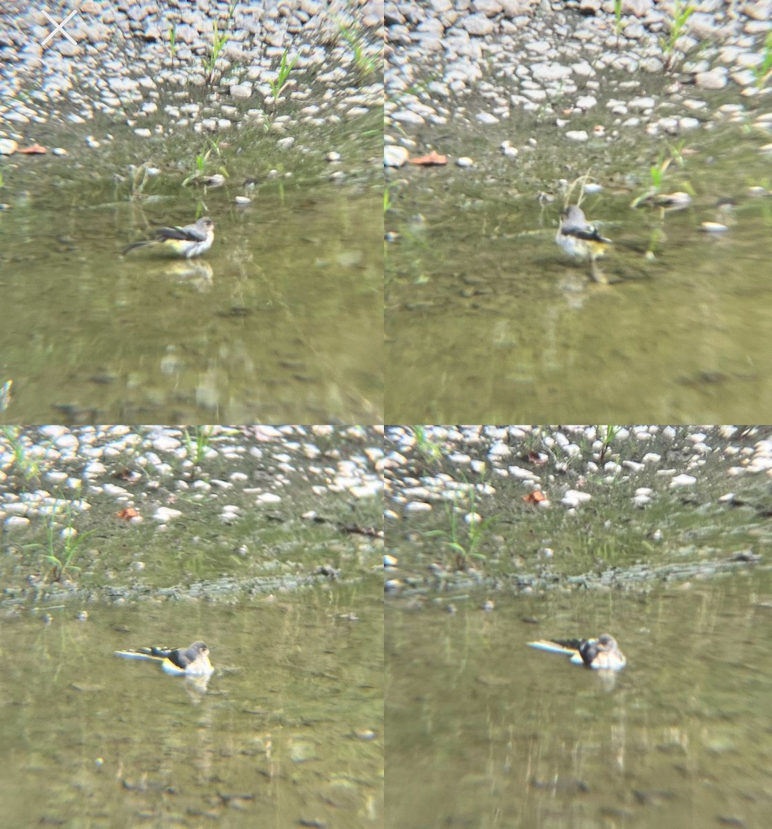 Gray Wagtail - ML640561078