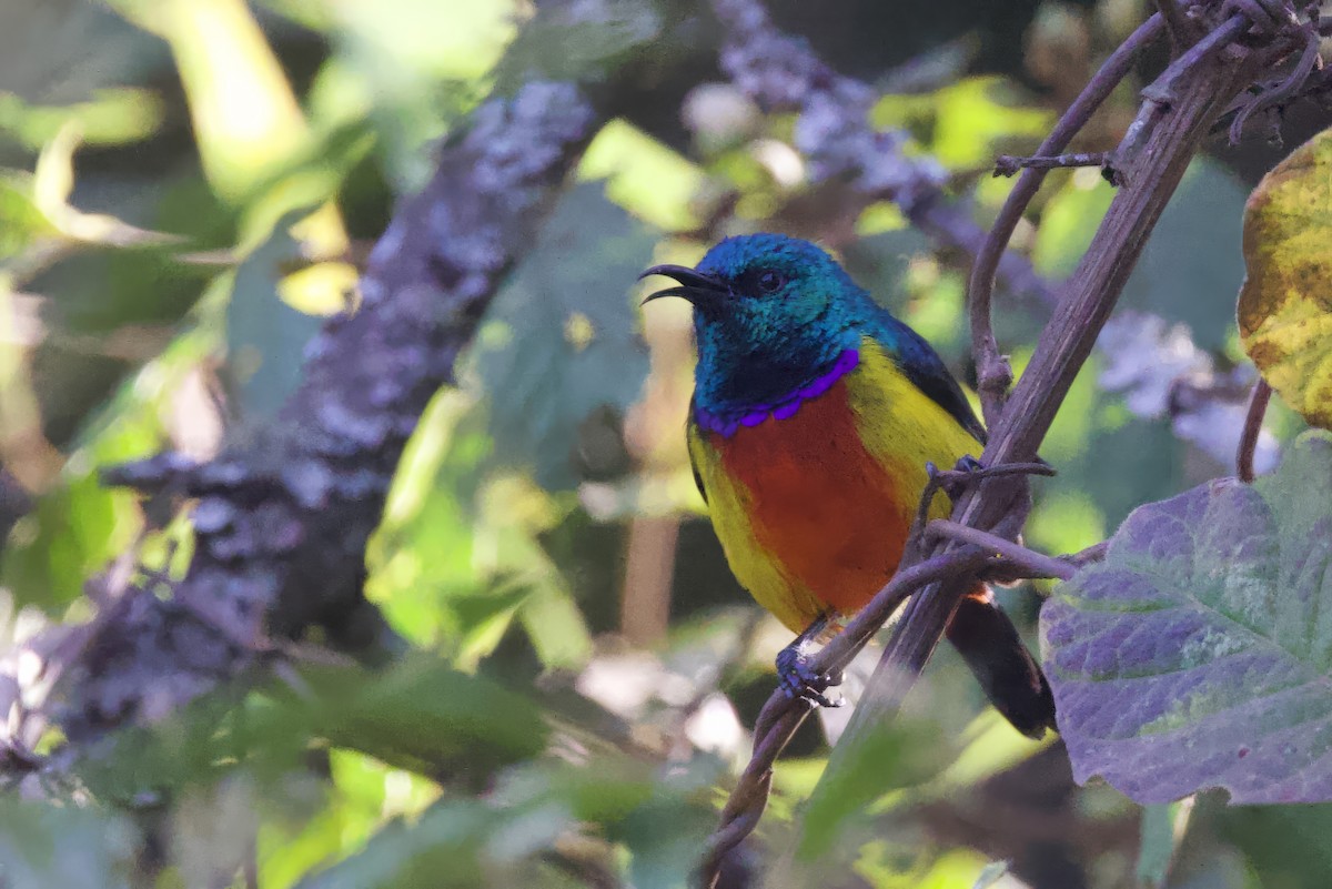 Regal Sunbird - ML640561233