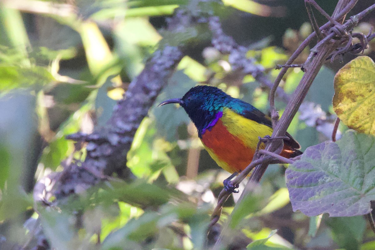 Regal Sunbird - ML640561235