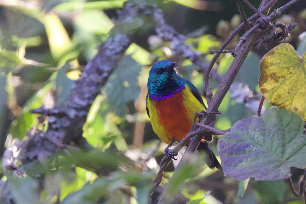 Regal Sunbird - ML640561236