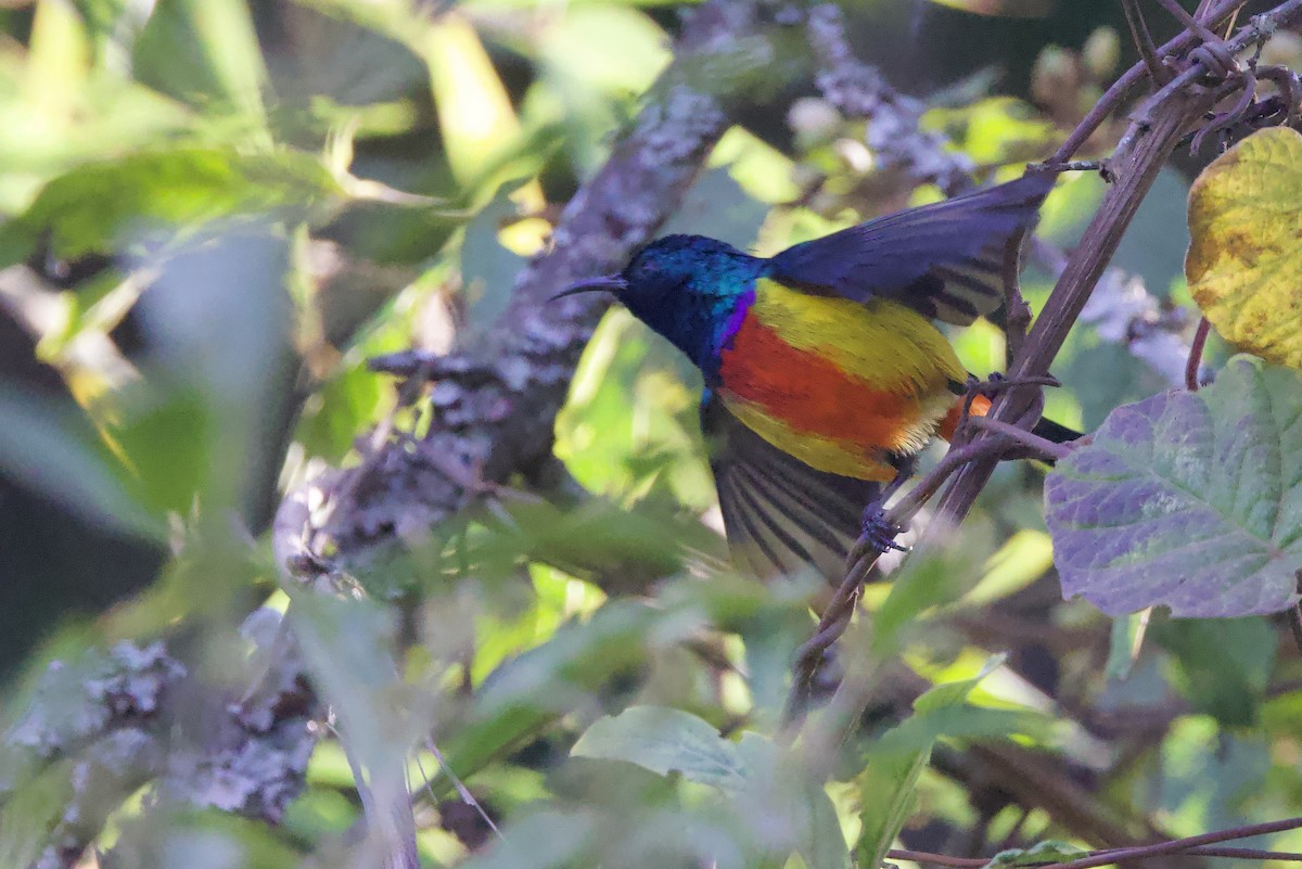 Regal Sunbird - ML640561238