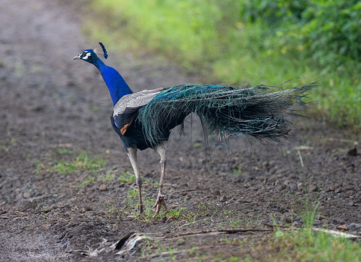 Indian Peafowl - ML640561321