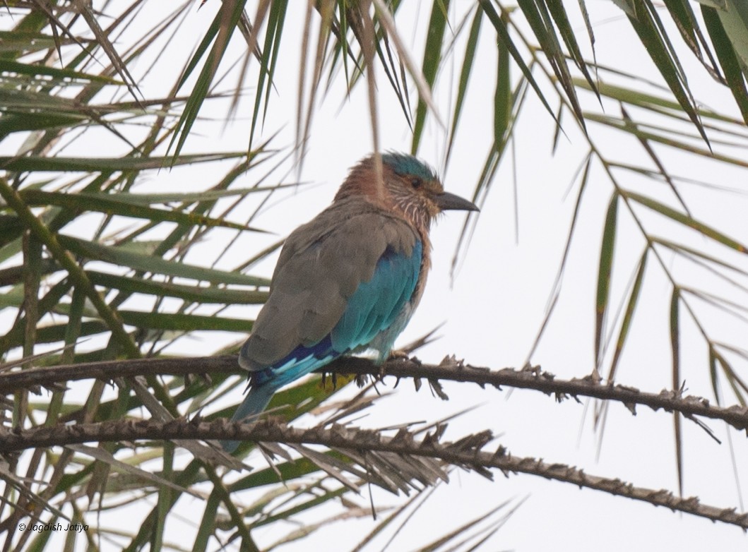 Indian Roller - ML640561326