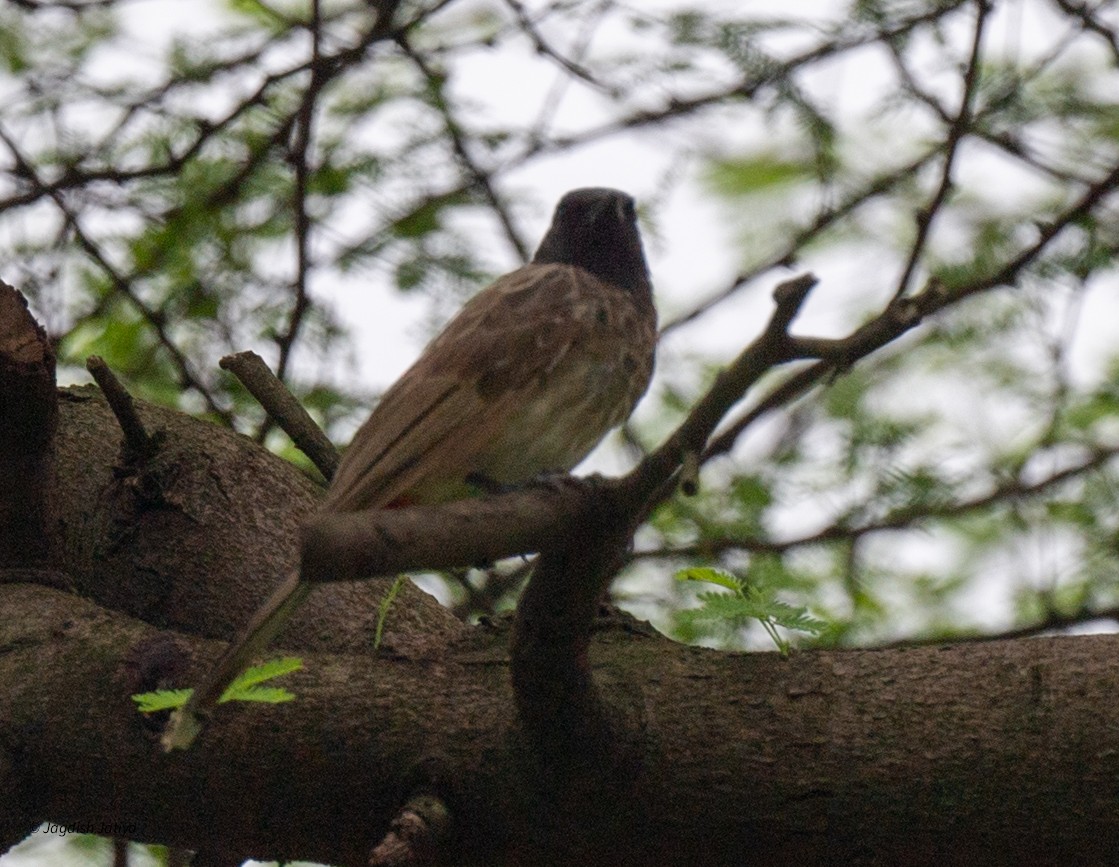 Red-vented Bulbul - ML640561347
