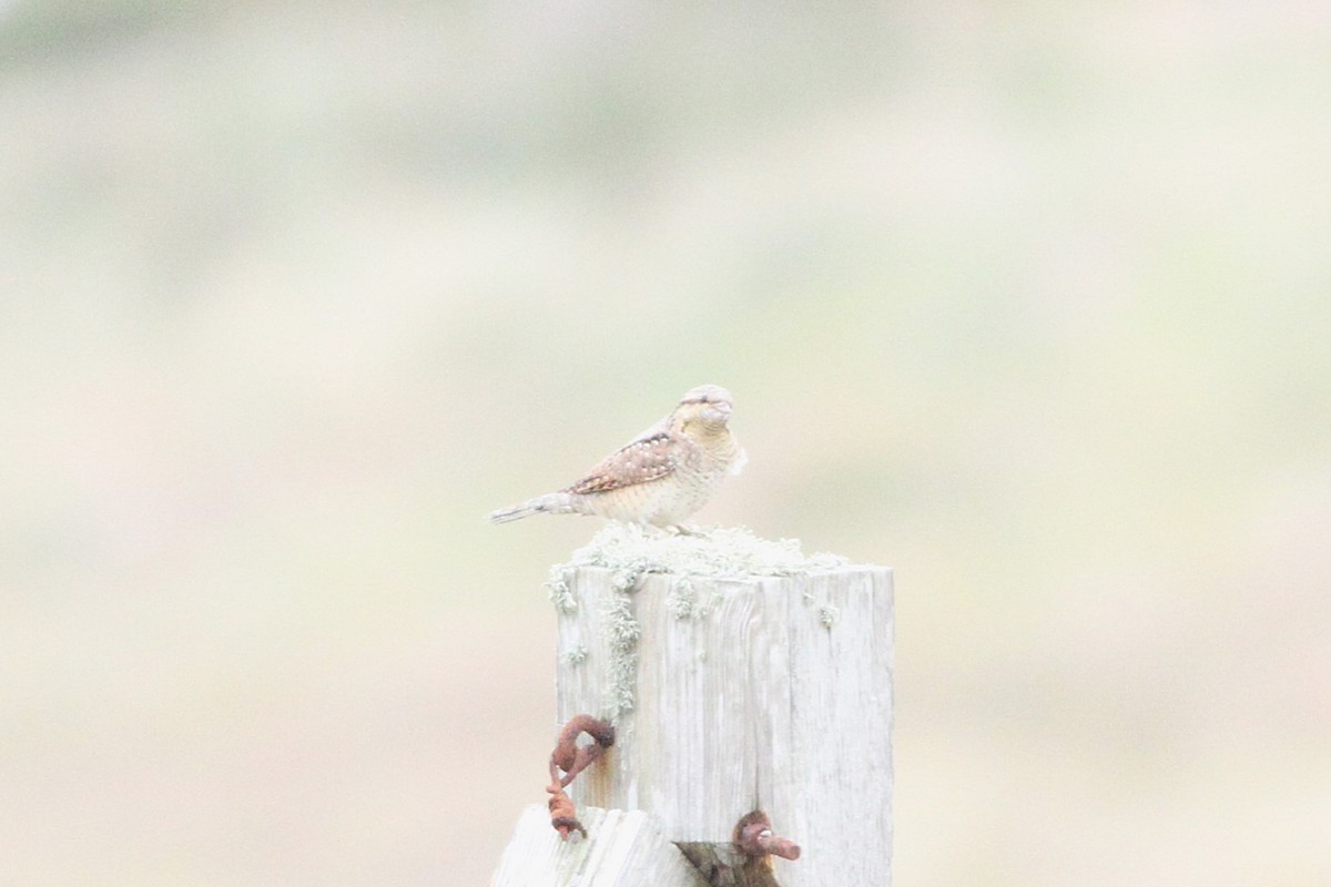Eurasian Wryneck - ML640561352