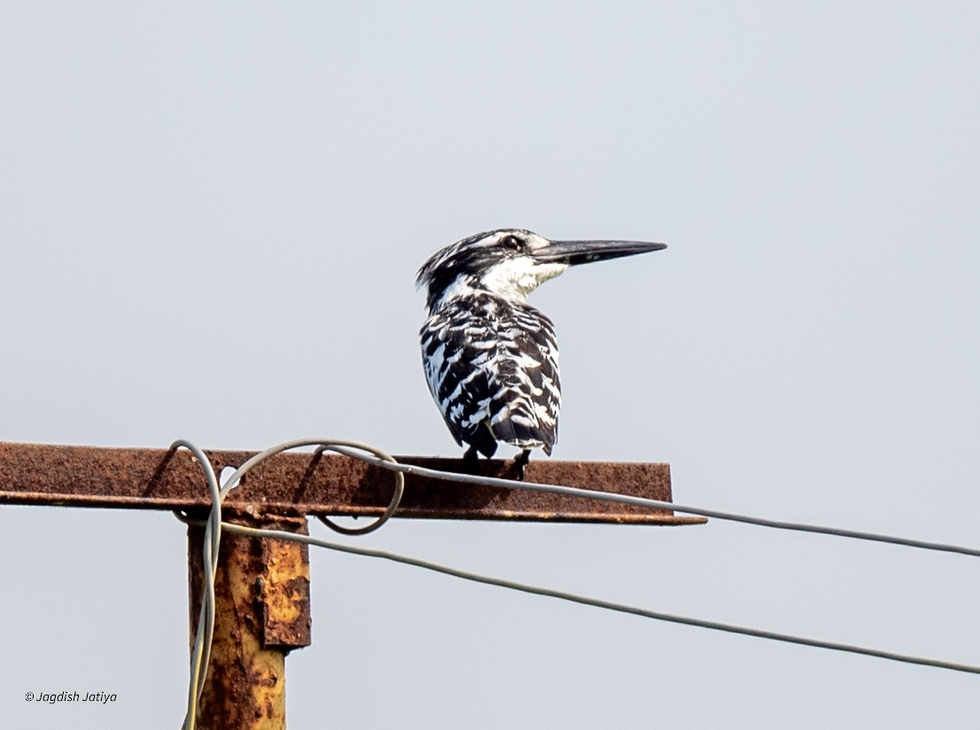 Pied Kingfisher - ML640561399