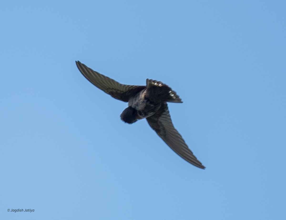 Dusky Crag-Martin - ML640561410