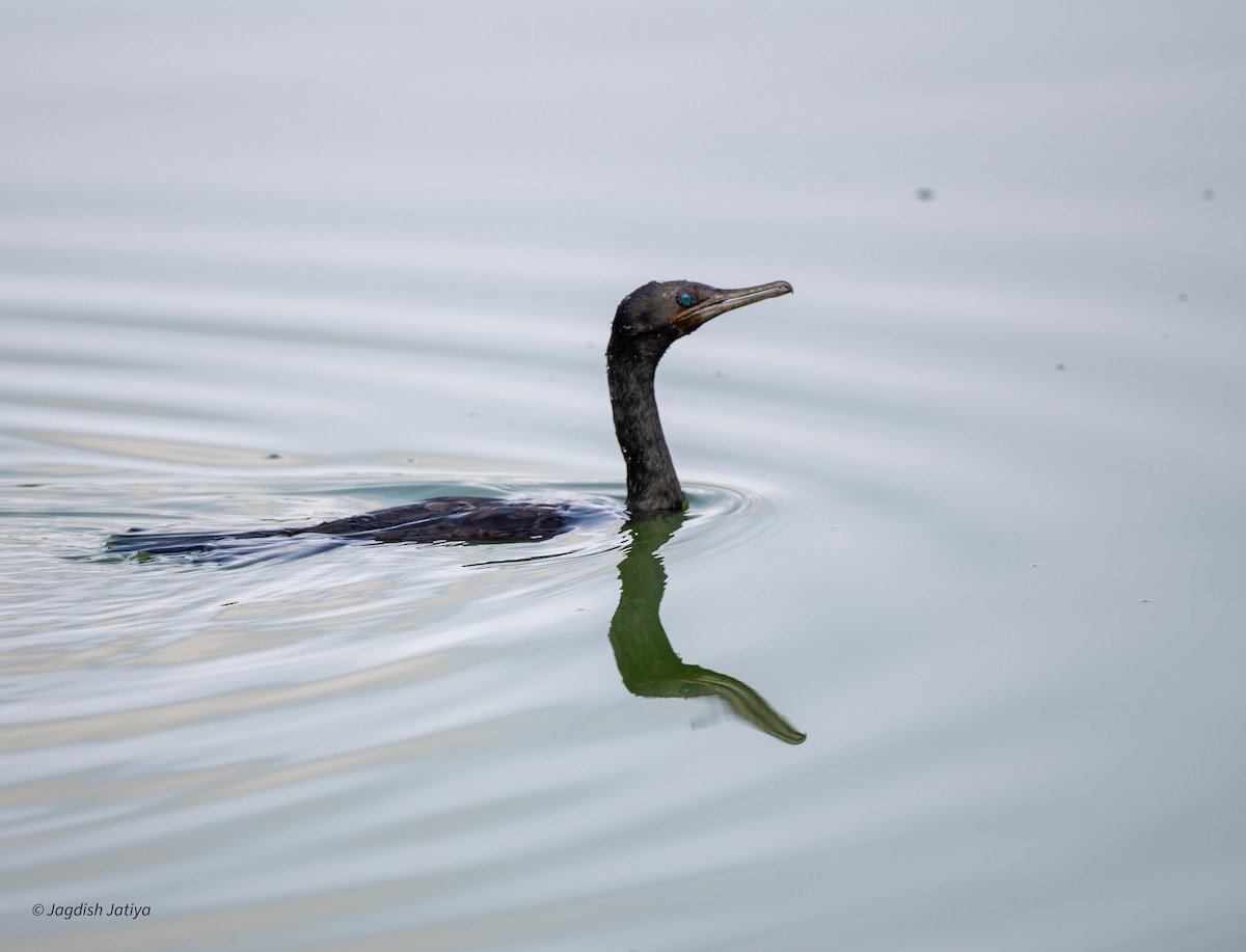 Indian Cormorant - ML640561414