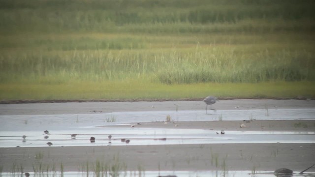 Reddish Egret - ML640561453