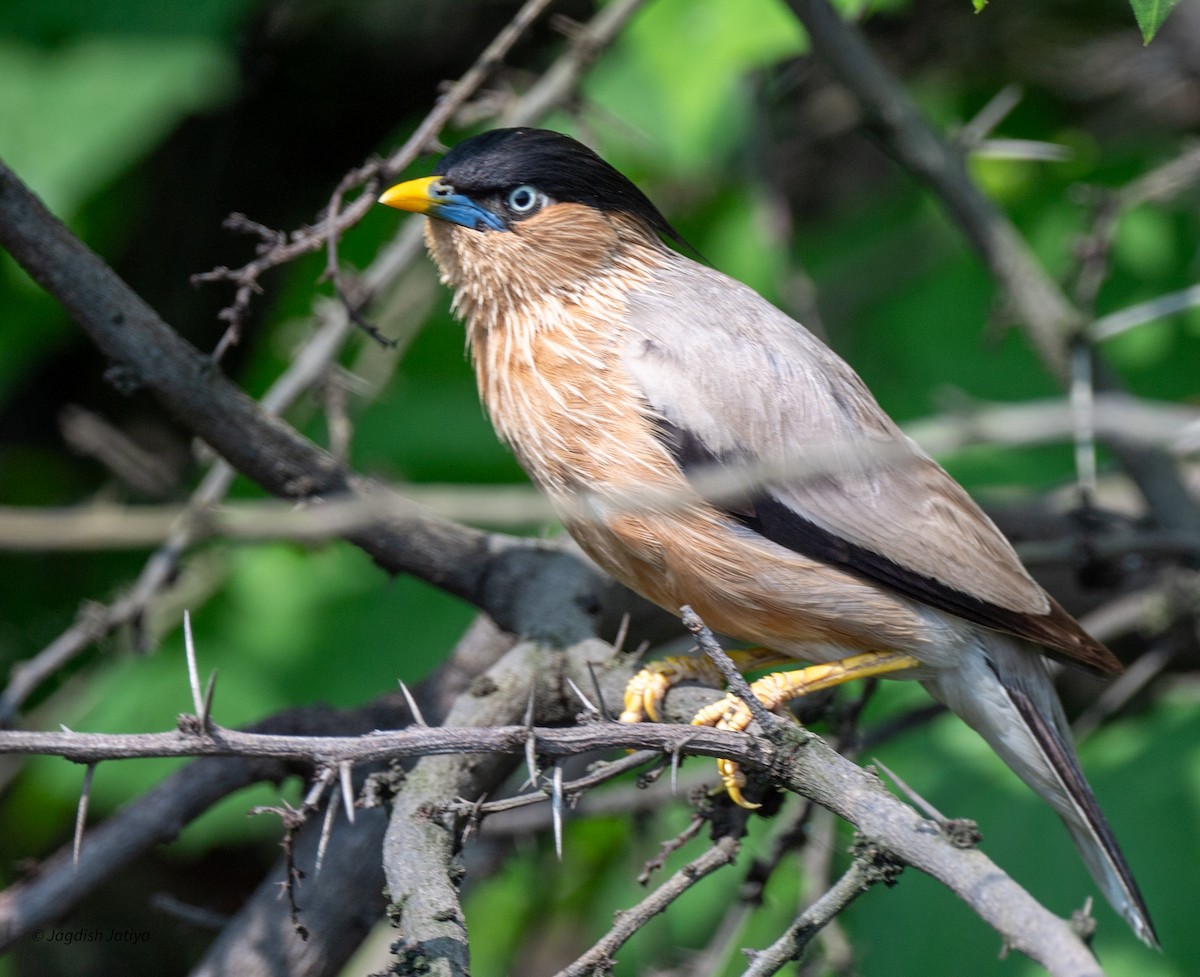Brahminy Starling - ML640561477