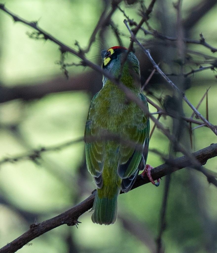 Coppersmith Barbet - ML640561481
