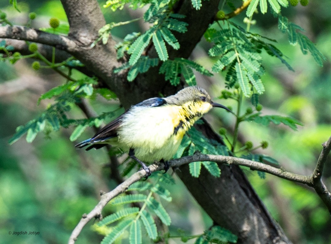 Purple Sunbird - ML640561486