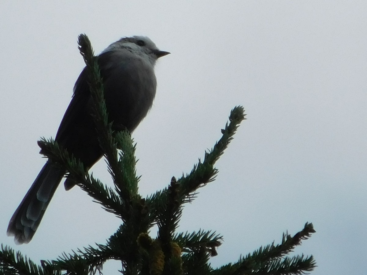 Canada Jay - ML640561624