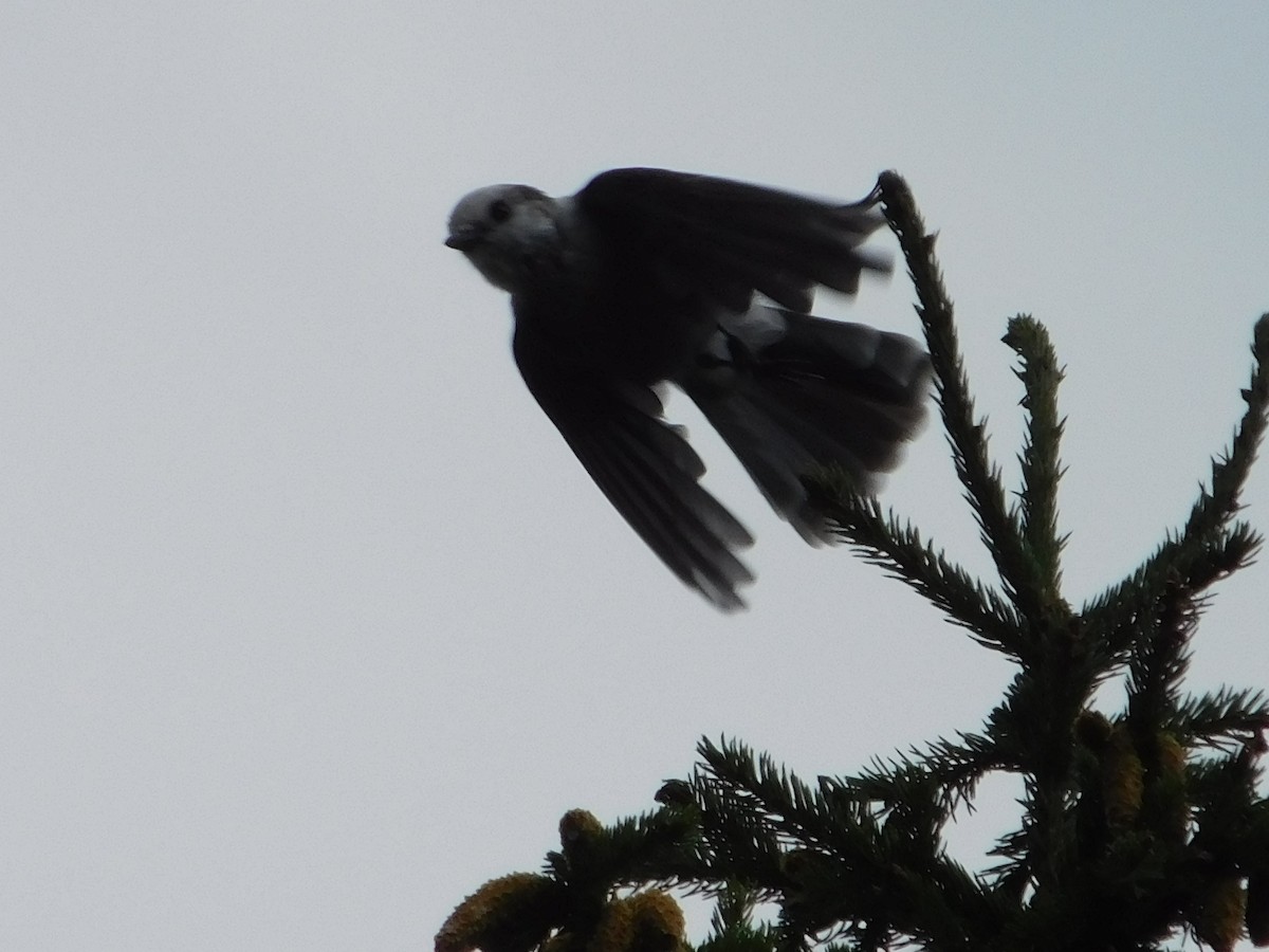 Canada Jay - ML640561661