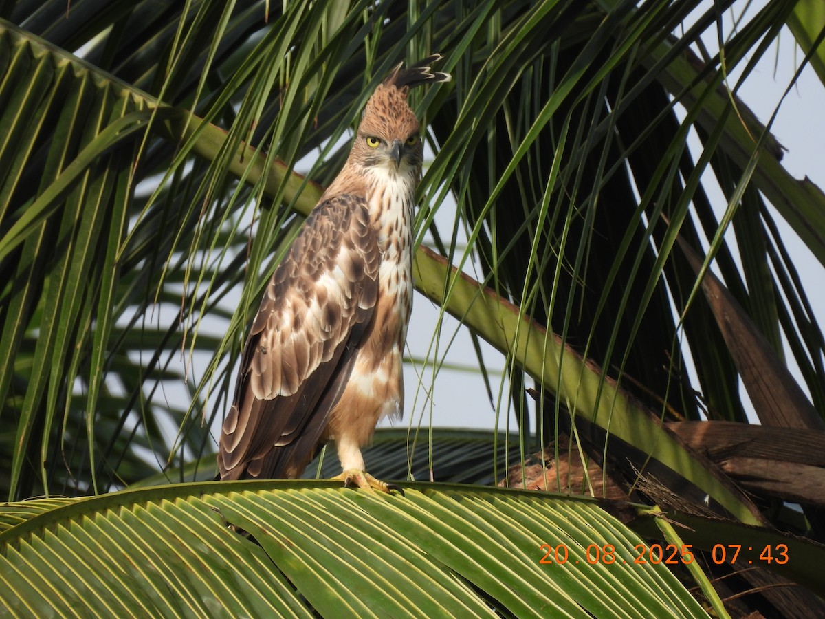 Changeable Hawk-Eagle (Crested) - ML640561665
