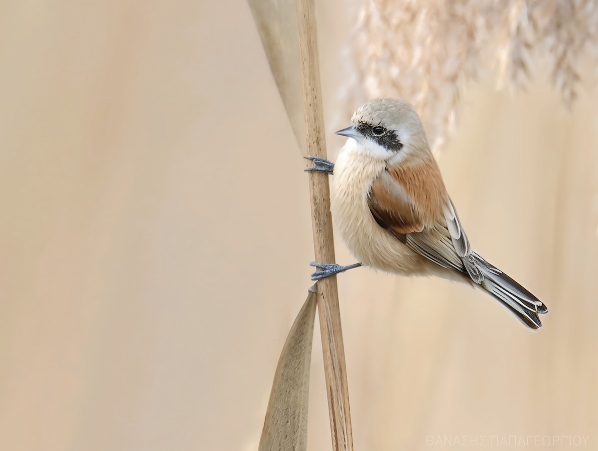 Eurasian Penduline-Tit - ML640561704