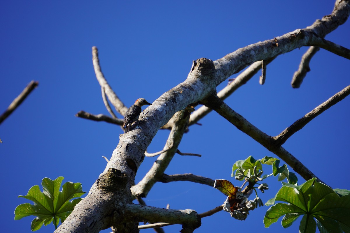 Yucatan Woodpecker - ML640561706