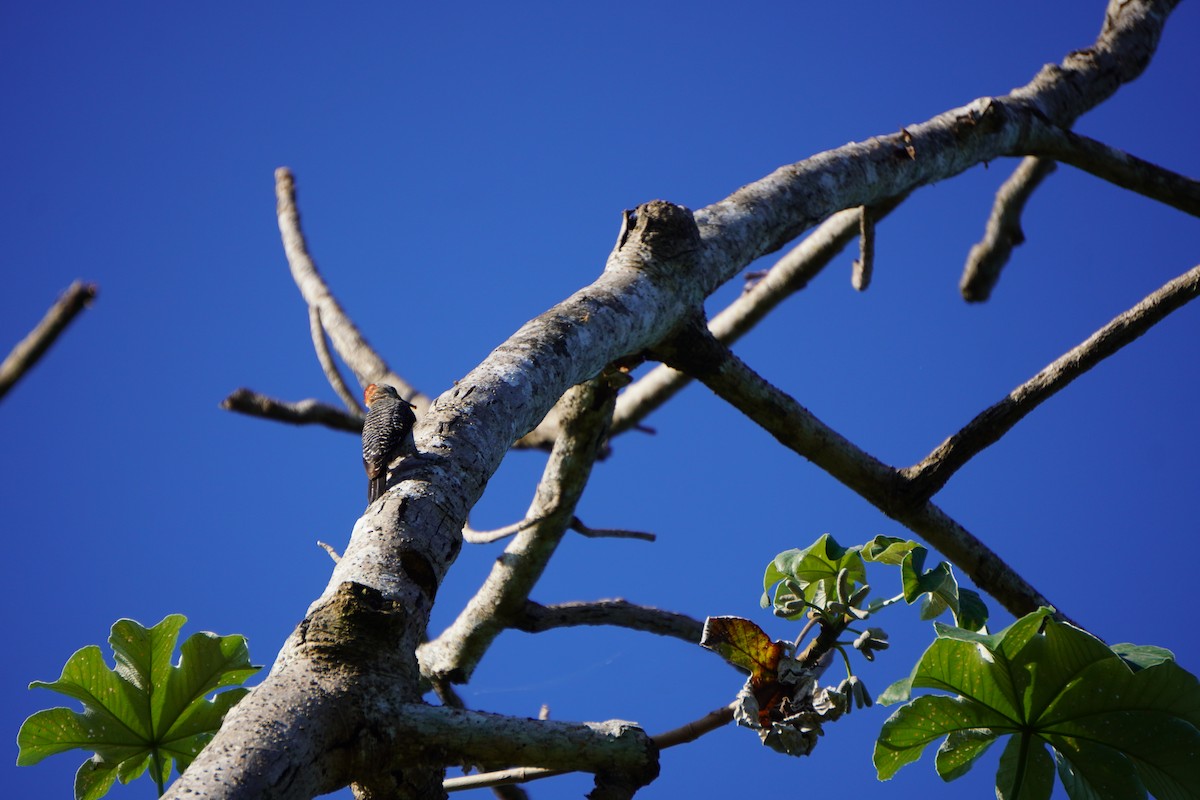 Yucatan Woodpecker - ML640561707