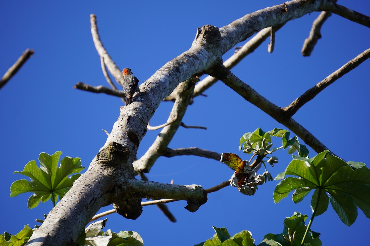 Yucatan Woodpecker - ML640561708