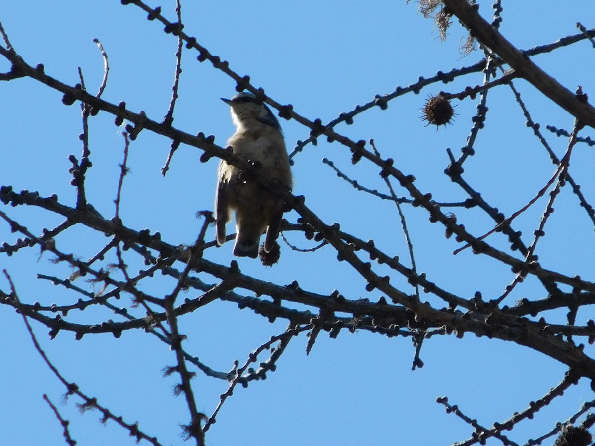 Red-breasted Nuthatch - ML640561726