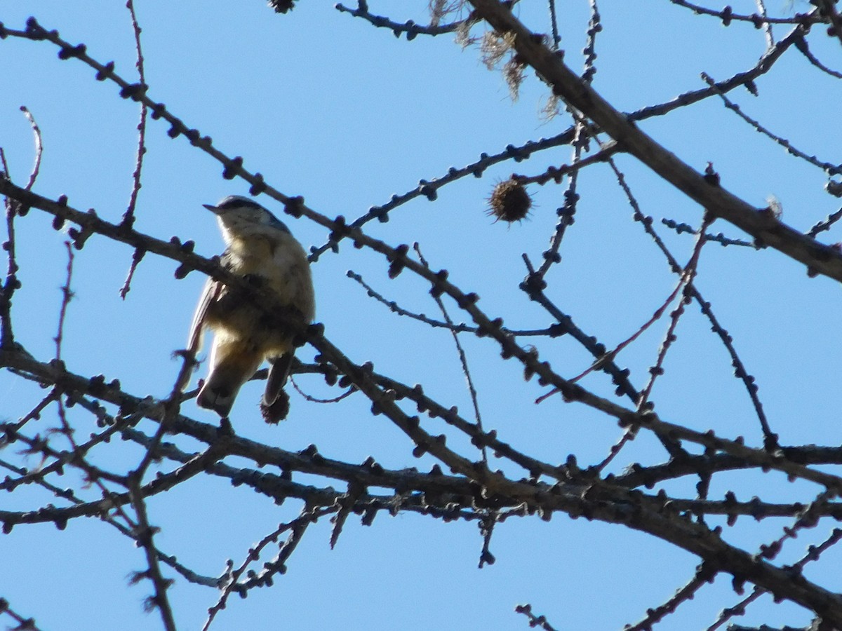 Red-breasted Nuthatch - ML640561738
