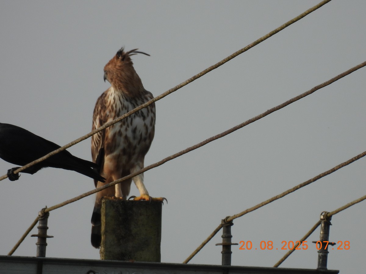Changeable Hawk-Eagle (Crested) - ML640561754