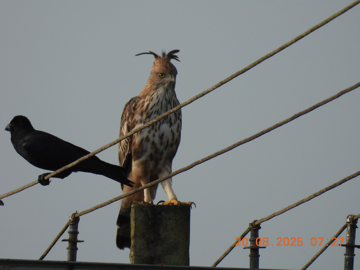 Changeable Hawk-Eagle (Crested) - ML640561756