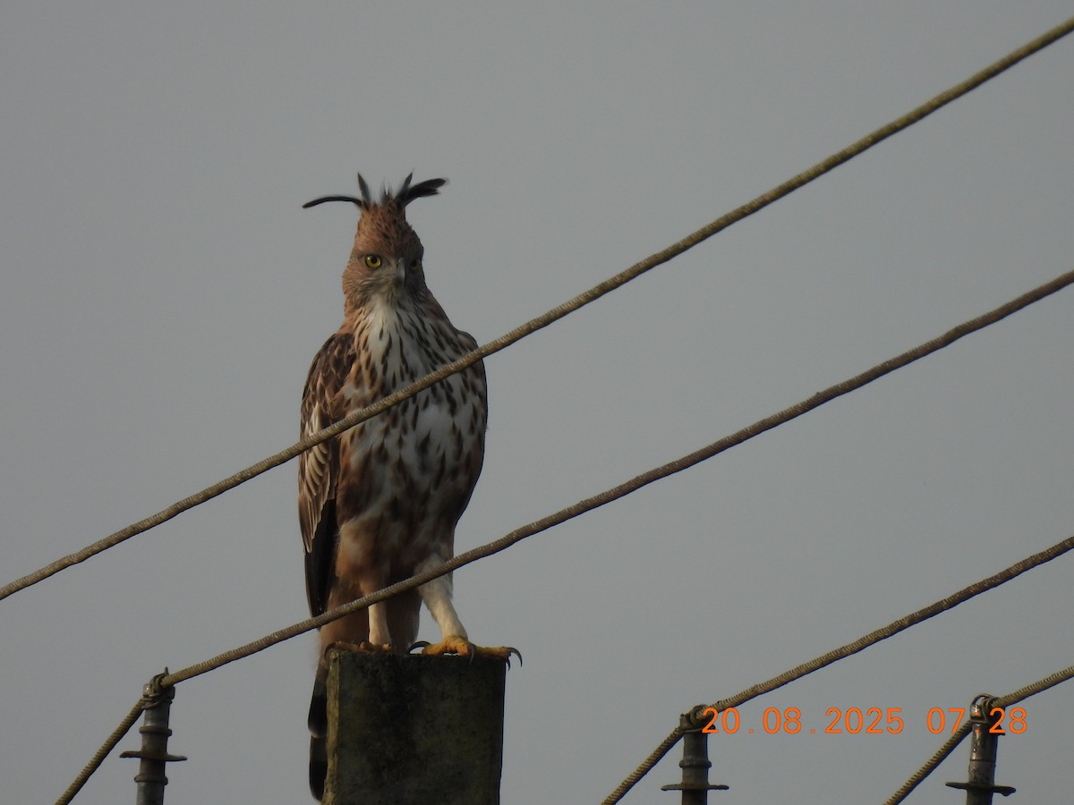 Changeable Hawk-Eagle (Crested) - ML640561757